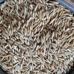 Avena Blanca Shisuiji de Alta Calidad, Granos Secos, 24 Meses de Vida Útil, Venta Directa de Fábrica, Mejor Precio - Product Image 1
