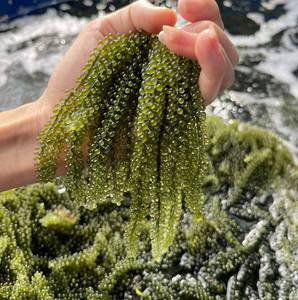 Dry Seaweed Dehydrate Seagrape Caulerpa Lentillifera Dried Sea <b>Grape</b> Vietnam Sea Moss Hot Selling for Exporting US Canada Market - Product Image 3