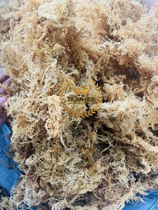เจลมาส์แห้ง (สาหร่าย Eucheuma cottonii) จากเวียดนาม - Product Image 2