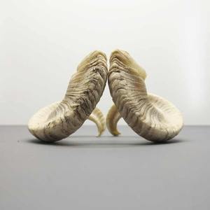 Corne de bélier de meilleure qualité Shofar corne naturelle Shofar pour souffler et usage religieux corne de mouton Shofar casher par l'artisanat croissant - Product Image 4