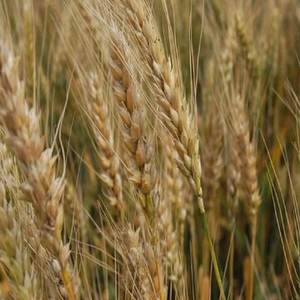 Grano de malta de cebada al por mayor/grano de cebada descascarada | Cebada perlada - Product Image 6