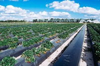 Film de paillis biodégradable écologique Film de paillis agricole en plastique LLDPE pour légumes Fruits et cultures Couvre-sol