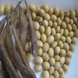 Soja Seca Premium Sin GMO - Granos de Soya Comestibles para Consumo Humano a Granel en Sacos de Yute para Alimentación Animal - Product Image 4