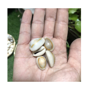 ขายตรงจากโรงงานเปลือกหอยทะเลคาวรี่สีเหลืองทองคุณภาพสูงจากธรรมชาติ - Product Image 1