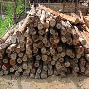 Divers types de bois, y compris les grumes rondes d'eucalyptus Bon prix sur les grumes rondes d'épicéa - Product Image 3