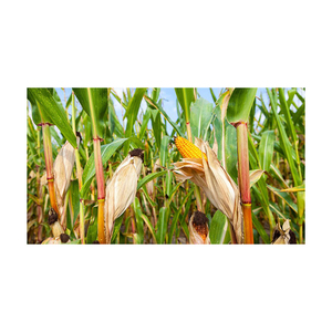 Alto valor nutricional ucraniano y maíz amarillo integral a la venta, embalaje en bolsas de maíz amarillo de calidad - Product Image 5