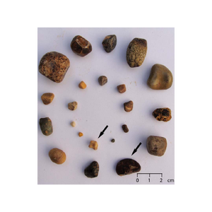 Cálculos Biliares de Piedra Dura (Tipo Vesical de Ganado) Ofrecidos a Precio de Descuento para Uso en Alimentos Saludables - Product Image 3