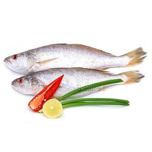 Poisson croaker de qualité supérieure, frais et surgelé IQF, entier ou en filets, fruits de mer riches en protéines pour la cuisson, la grillade et la cuisson à la vapeur - Product Image 3