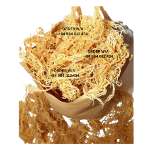 มอสทะเลไอริชสีทองบริสุทธิ์100% ผลิตจากป่าคุณภาพพรีเมี่ยมจาก2024เวียดนาม - Product Image 2