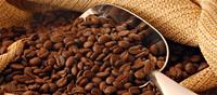 Grains de café Arabica torréfiés Yala Green en vente