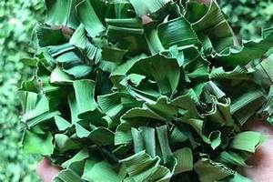 HOJAS PANDAN SECAS PREMIUM CON AROMA VERDE LIMPIO PARA CUIDADO INMUNE Y APOYO AL BIENESTAR DIARIO - Product Image 3