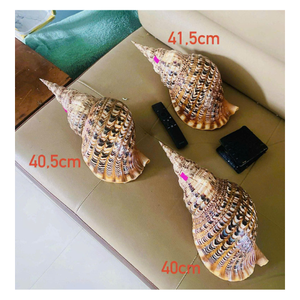 Elegante Triton Shell Natural Ocean Decoración Superficie suave y brillante Triton Shell de Vietnam Proveedor para Decoración - Product Image 3