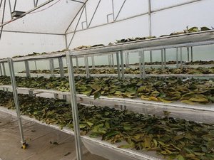 Hojas de Guanábana Secas/Hojas de Graviola - Venta al por Mayor en Grandes Cantidades a Bajo Precio desde Vietnam - Product Image 6