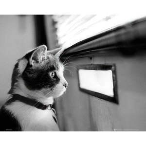 Póster Moderno de Gatito Delante de una Caja de Correo Hecho de Papel de Calidad - Product Image 1