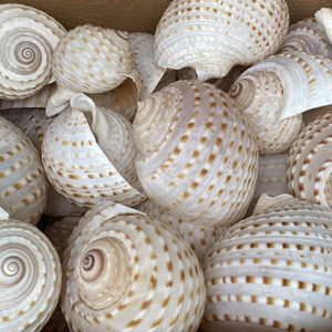 Concha Marina decorativa grande, artesanía en espiral hecha a mano de Vietnam para decoración de boda en la playa y exhibición de adorno de acuario - Product Image 1