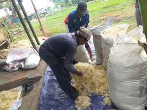 Eucheuma cottonii จากเวียดนามผลิตภัณฑ์ทางการเกษตรเกรดสูง - Product Image 6