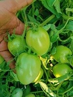 Graines hybrides de tomate RIDA F1