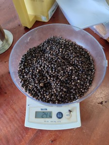 Vilaconic Group Fabricant d'épices au poivre blanc de haute qualité du Vietnam Exportateur de processus séchés + 84398885178 - Product Image 4