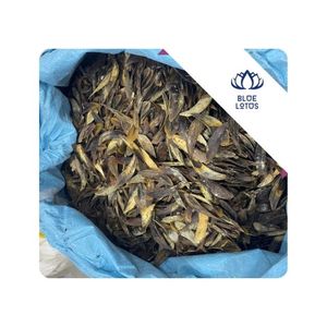 Operculum de Murex Pulido, Piezas a Granel, Ideal para Manualidades, Resina, Arte, Joyería, Decoración y Proyectos de Bricolaje, Vietnam - Product Image 1