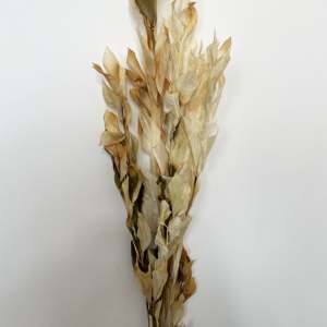 Fleur séchée Ruskus - Product Image 2