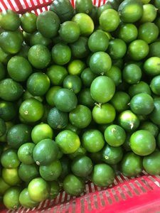 Lima fresca sin semillas limón verde fresco de alta calidad para exportar precio competitivo Vietnam - Product Image 6