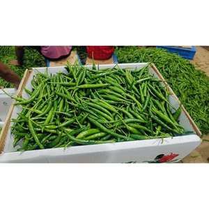 พริกเขียวสดสำหรับซูเปอร์มาร์เก็ตและห่วงโซ่อุปทานค้าปลีก - Product Image 4