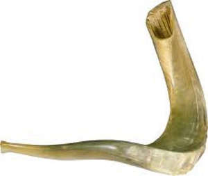 Shofar de qualité supérieure, corne de bélier naturelle polie, pour des usages religieux et la décoration de la maison - Product Image 3