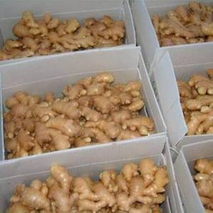 Proveedor de Jengibre de Alta Calidad, Jengibre Fresco de la Cosecha Más Reciente para Venta al Por Mayor a Precio Económico, Jengibre Fresco en Caja con Garantía Comercial - Product Image 1