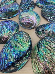 Coquille d'ormeau naturelle Paua Ormer pour la vente en gros, adaptée à la décoration artisanale, à la fabrication de bijoux et à la décoration intérieure - Product Image 6
