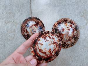 Coquille de limpet décorative pour l'artisanat et l'affichage intérieur, coquille solide de qualité pour l'exportation en gros depuis 99D VietNam - Product Image 6