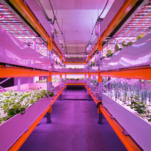 OEM cải xoăn dẫn phát triển thanh ánh sáng cho dọc giá Nhà Máy Nông Nghiệp trực tiếp lá xanh chiếu sáng Nhà cung cấp với thiết kế Dự Án - Product Image 3