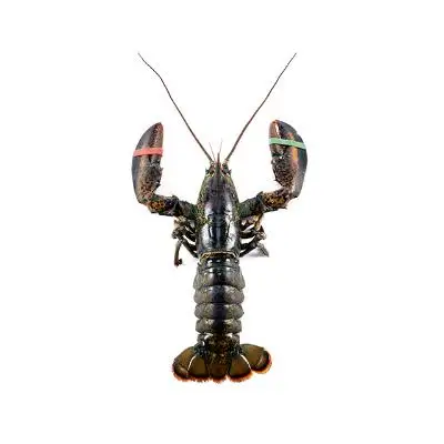 Seafood Export price Size 155-200 gram Lobster Fresh Lobster Whole Live Lobster