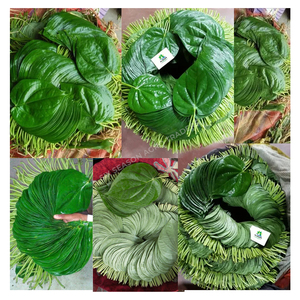 Feuilles de Paan Vertes Naturelles de Qualité Supérieure pour l'Exportation, Feuilles de Bétel Fraîches du Bangladesh, Qualité Export en Gros, Fournisseur Mondial avec MOQ - Product Image 6
