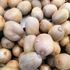 Fruits de kiwi à haute teneur en Brix 9,5+ Qualité export Mûrs Vente en gros Qualité supérieure Biologiques 100% Frais Variété Hayward - Product Image 4