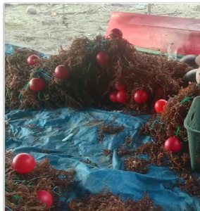 Boya multiusos AQT HDPE Diámetro 30 cm Adecuado para cultivo de algas marinas - Product Image 4