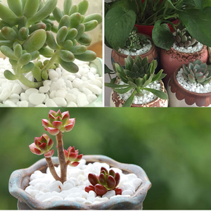 Vaso di piante artificiali decorazione multicolore colorato piccoli ciottoli di ghiaia - Product Image 2