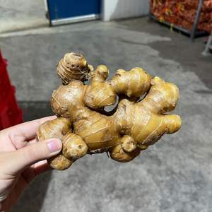 Gingembre frais de qualité supérieure du Vietnam avec une saveur riche idéale pour le thé et la phytothérapie - Product Image 4