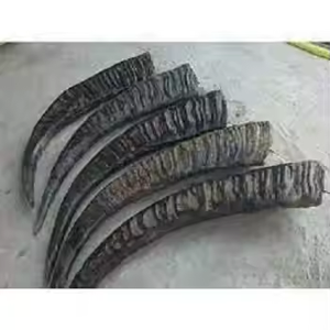 ฮอร์นควายย่อยสลายได้เป็นมิตรกับสิ่งแวดล้อมสำหรับงานปาร์ตี้งานฝีมือแฮนด์เมดโดยงานฝีมือเสี้ยว - Product Image 4