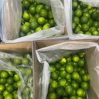 Citron vert frais de haute qualité en vrac, sans pépins, naturel, du Vietnam, 6 cm, 0,1 kg, durée de conservation de 12 mois