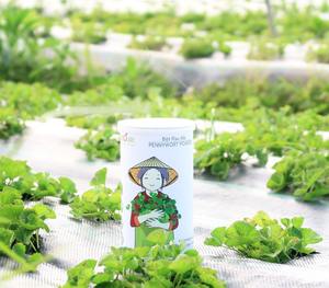 ผงเพนนีเวิร์ตพรีเมียม ผงใบบัวบก สำหรับอุตสาหกรรมอาหารและเครื่องดื่ม - Product Image 6