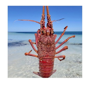 Langostas Australianas Congeladas de Alta Calidad, Mariscos Frescos Capturados en el Campo, Exportación a Granel - Product Image 5