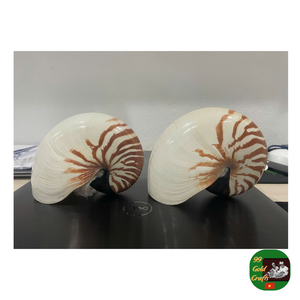 Nautilus Shell Proveedor en Vietbam, Nautilus Shell con cámara, Nautilus Shell pulido Exportación para coleccionables y diseño decorativo - Product Image 1