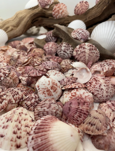 Coquilles Saint-Jacques expédiées dans des packs d'exportation pour les magasins de décoration intérieure Marques de kits alimentaires et créateurs de boîtes cadeaux - Product Image 5