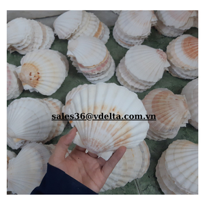 Conchas de Vieira Coloridas para Adornos Decorativos Hechas en Vietnam/ Sra. Lima - Product Image 5