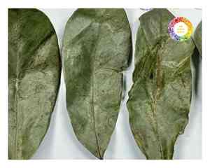 Fournisseur vietnamien de feuilles de corossol de Graviola pour tisane soigneusement séchées pour conserver la saveur offertes en paquets en vrac et au détail - Product Image 4