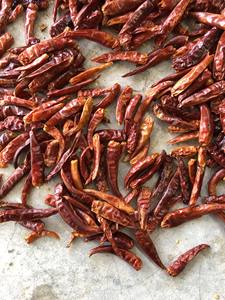 Piments rouges séchés naturels sans tige, qualité supérieure pour le marché international des épices, vente en gros, emballage en vrac, expédition mondiale - Product Image 3