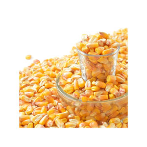 Grans de maíz amarillo seco de calidad natural pura 100%/maíz al mejor precio al por mayor - Product Image 1