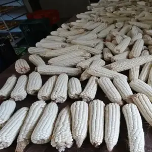 MAIZ BLANCO/MAIZ Blanco Seco Maíz Blanco/Maíz, Apto para Consumo Humano y Animales - Product Image 3