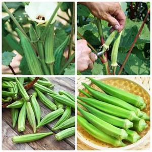 ¡OKRA FRESCA CONGELADA DE VIETNAM-CALIDAD PREMIUM, VERDURA IDEAL PARA CADA COMIDA/PRECIO BAJO PARA EL COMPRADOR! - Product Image 2