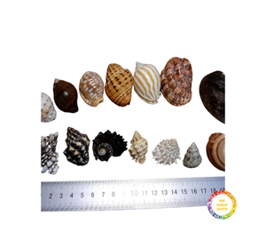 เปลือกหอยในปริมาณมากของเปลือกหอยตกแต่งในราคาที่ดีเหมาะมากสำหรับการตกแต่งและของขวัญ - Product Image 1